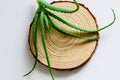 Flat lay composition with aloe vera on white background