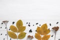 Flat lay composition with autumn leaves, dried yarrow flowers and black berries on white wooden table. Space for text Royalty Free Stock Photo
