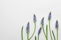 Flat lay composition with beautiful spring muscari flowers on light background Royalty Free Stock Photo