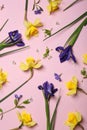 Flat lay composition of beautiful yellow daffodils and blue iris flowers on pink background Royalty Free Stock Photo