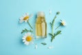 Flat lay composition with chamomile flowers and cosmetic bottle of essential oil
