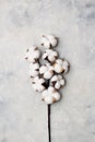 Flat lay composition with cotton branch on gray concret background. Delicate white cotton flowers. Copy space