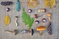 Flat lay composition of edible forest mushrooms, leaves, conkers and cones