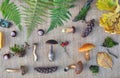 Flat lay composition of edible forest mushrooms, leaves, conkers and cones