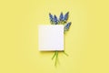 Flat lay composition with empty card and spring muscari flowers on color background Royalty Free Stock Photo
