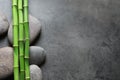Flat lay composition with green bamboo stems Royalty Free Stock Photo