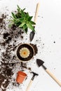 Flat lay composition with indoor flowers, garden tools and loose soil on a white background. Royalty Free Stock Photo