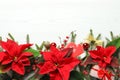 Flat lay composition with poinsettias traditional Christmas flowers and holiday decor on white wooden table. Space for text
