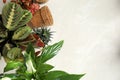 Flat lay composition with pots and home plants on light background.