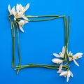 Flat lay composition with snowdrop flowers on color background, copy space for text. Square frame made of snowdrop. Holiday mock Royalty Free Stock Photo