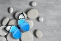 Flat lay composition with spa stones and butterfly on grey background. Royalty Free Stock Photo