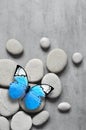 Flat lay composition with spa stones and butterfly on grey background. Royalty Free Stock Photo