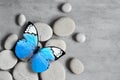 Flat lay composition with spa stones and butterfly on grey background. Royalty Free Stock Photo