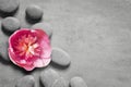 Flat lay composition with spa stones, pion pink flower on grey background Royalty Free Stock Photo