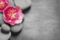 Flat lay composition with spa stones, pion pink flower on grey background