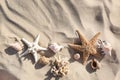Flat lay composition with starfishes and seashells on sandy beach Royalty Free Stock Photo