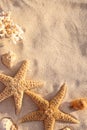 Flat lay composition with starfishes and seashells on sandy beach Royalty Free Stock Photo