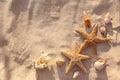 Flat lay composition with starfishes and seashells on beach. Space for text Royalty Free Stock Photo