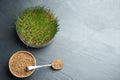 Flat lay composition with wheat grass and grains on grey table Royalty Free Stock Photo