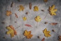 Colorful Dry Leaves and Acorn Scattered on Scratchy Background
