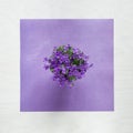 Flat lay concept with beautiful violet flowers on violett paper structure