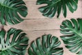 Flat lay creative frame of tropical nature leaves Monstera on ru Royalty Free Stock Photo