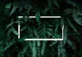 Flat lay, Creative layout dark green leaves texture background with white square frame. Empty free space for design creative text, Royalty Free Stock Photo