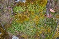 Flat lay of dense growth of colorful mosses and lichen cover surface, no shadows horizontal nature early spring