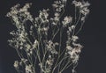 Flat lay of dried baby`s breath gypsophilia flowers placed on a black table surface. Simple, minimalistic feel