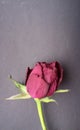 Flat lay of dried red rose. Withered flower on dark background with copy space.