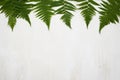 flat lay fern leaves with copy space. High quality photo