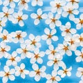 Flat lay of floating wild cherry white flowers with drops on the surface of water, light blue background. Spring time and blossom