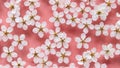 Flat lay of floating wild cherry white flowers on the surface of water, pastel pink background. Spring time and blossom