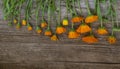 Flat lay , flowers with buds and calendula seeds on wooden background in order of withering Royalty Free Stock Photo