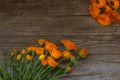 Flat lay, flowers with bugs and calendula seeds on wooden background in order of withering reach for the improvised sun Royalty Free Stock Photo