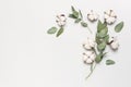 Flat lay flowers composition. Cotton flowers and fresh eucalyptus twigs on light gray background. Top view, copy space. Delicate