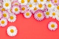 Flat lay frame border made of daisy flowers on red background Royalty Free Stock Photo