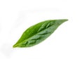 Fresh Andrographis paniculata leaf Royalty Free Stock Photo