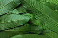 Fresh green mango leaf texture for background.mango tree from thailand Royalty Free Stock Photo