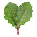 Flat lay fresh kale leaves in heart shape isolated on white background. Top view love healthy organic food Royalty Free Stock Photo