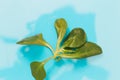 Flat lay fresh mache leaves turquoise background top view Royalty Free Stock Photo