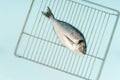 Flat lay fresh raw dorado fish cooking home on metal grid on blue background Royalty Free Stock Photo