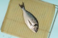 Flat lay fresh raw dorado fish cooking home on metal grid on blue background Royalty Free Stock Photo