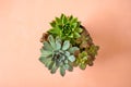 Flat lay of green fresh succulents flowers on pink background. Urban jungle interior concept
