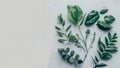 Flat Lay of Green Leaves on a Marble Surface Royalty Free Stock Photo