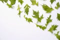 Flat lay of green rucola salad leaves pattern on white backround Royalty Free Stock Photo