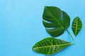 Flat lay green tropical leaf on a blue background. Monstera leaves and croton. Top view, flat lay, copy space