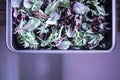 A healthy mix of assorted baby micro-green salad leaves laid out in a tray