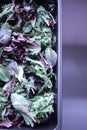 A healthy mix of assorted baby micro-green salad leaves laid out in a tray Royalty Free Stock Photo