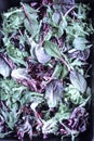 A healthy mix of assorted baby micro-green salad leaves laid out in a tray Royalty Free Stock Photo